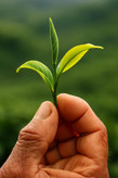 چای سرگل بهاره یک کیلویی لاهی چای